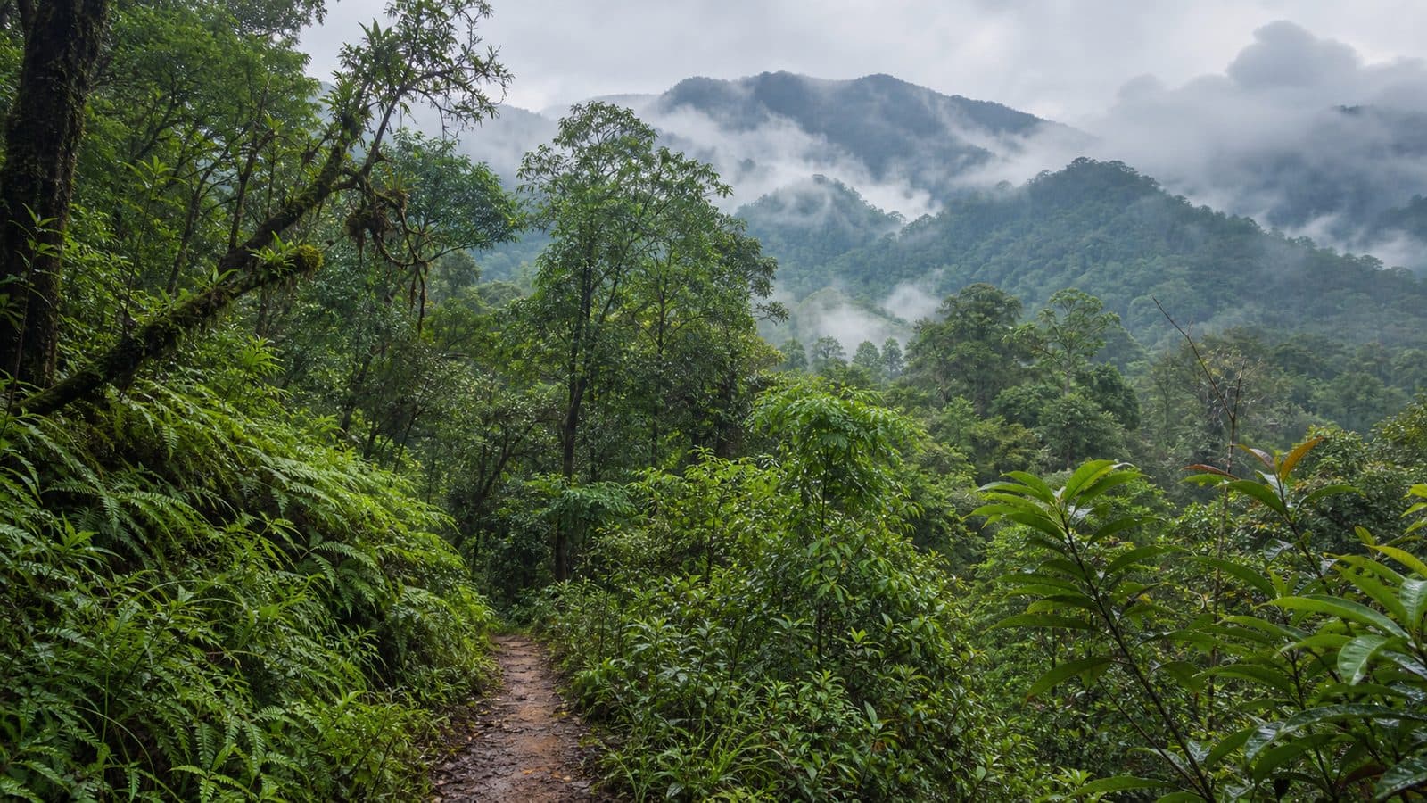 Cha Phan Pi Forest Park — park photo
