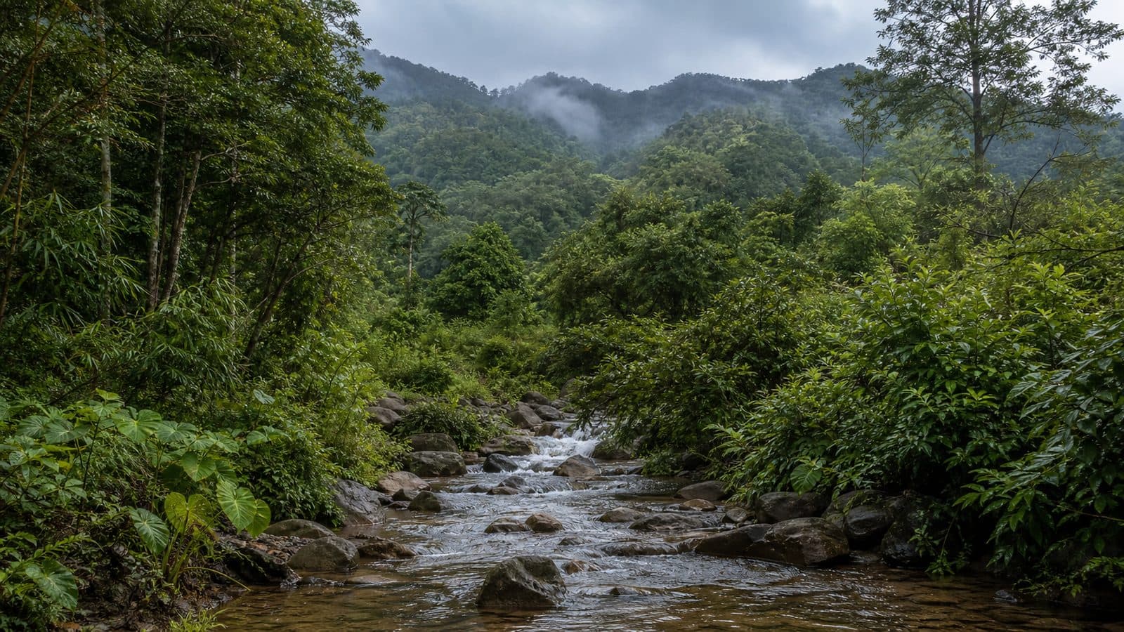 Doi Pha Klong Forest Park — park photo