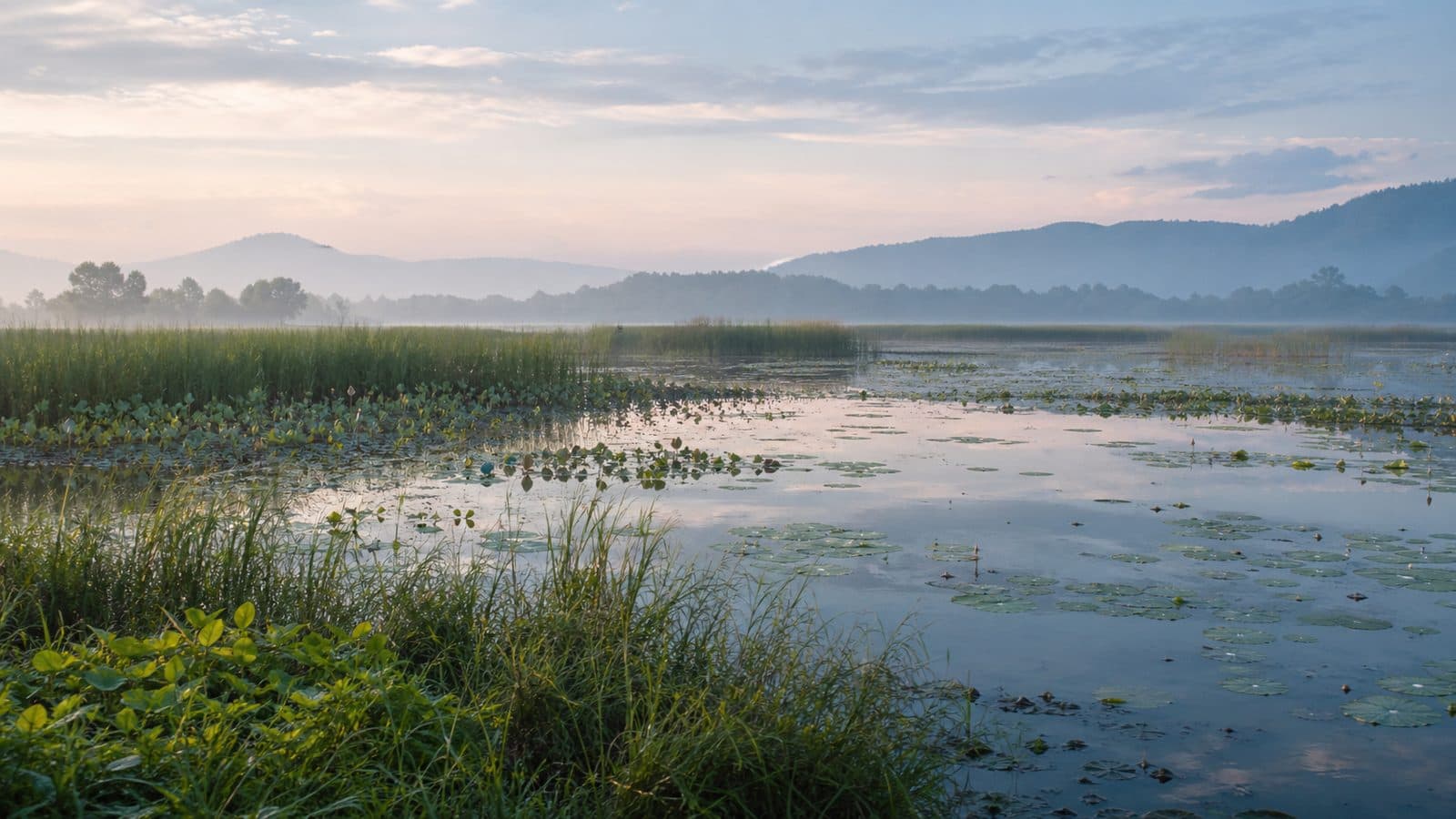 Nong Bong Kai Wetland Reserve — park photo