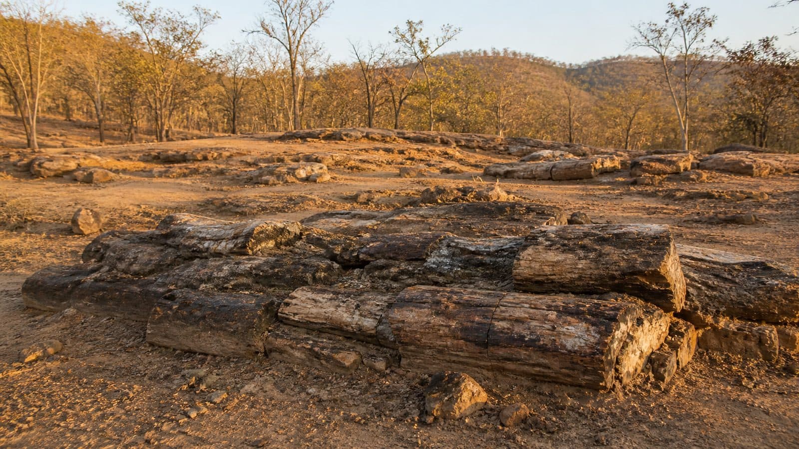 Petrified Wood Park — park photo