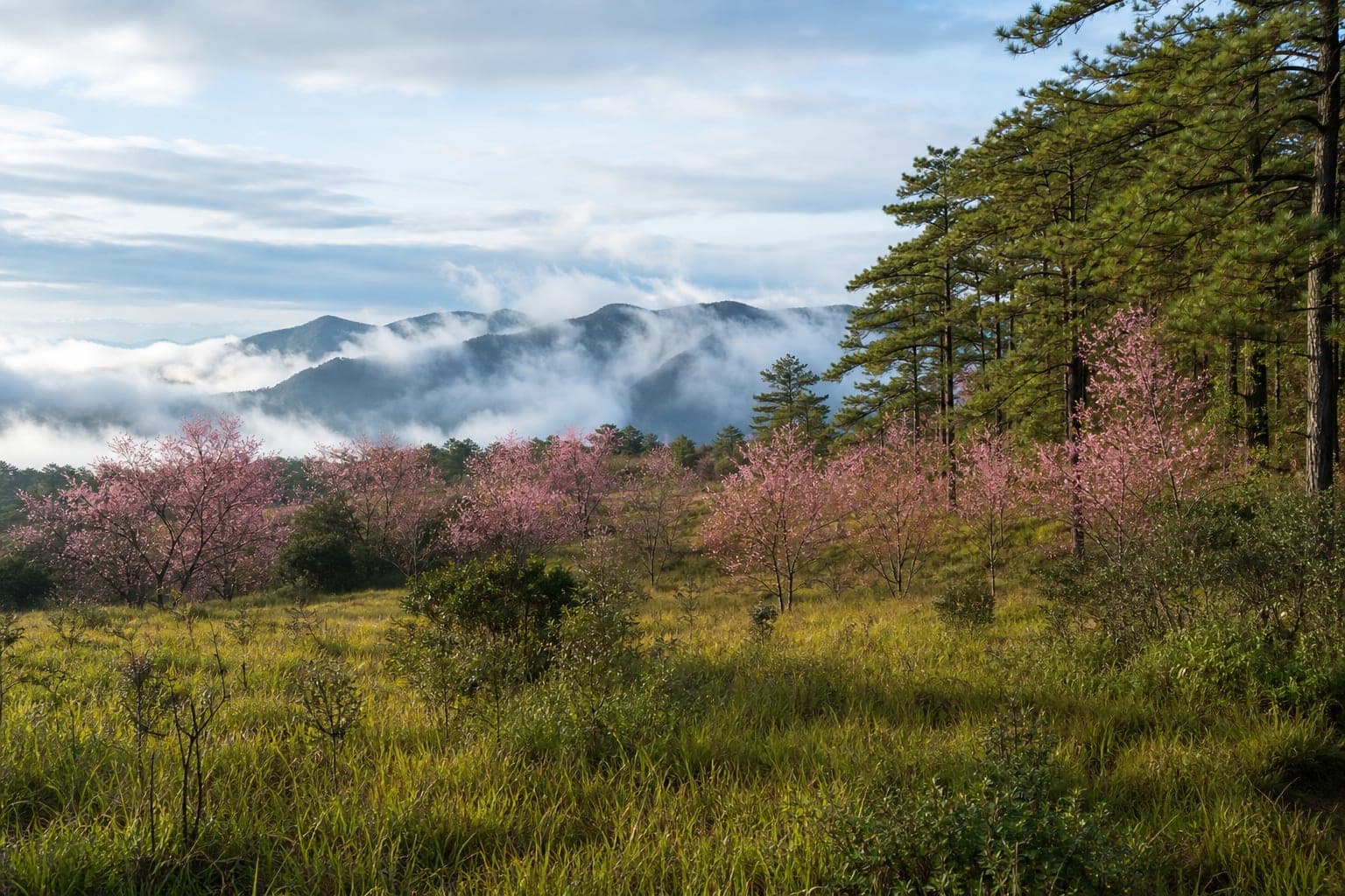 Phu Soi Dao National Park — park photo