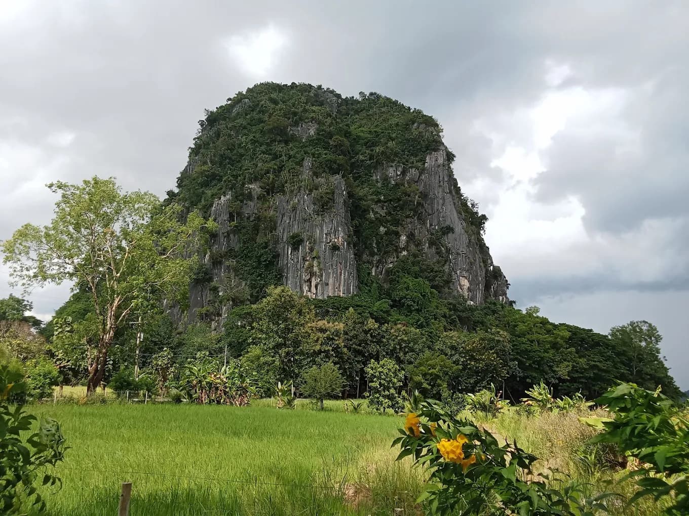 Doi Pha Chang Forest Park