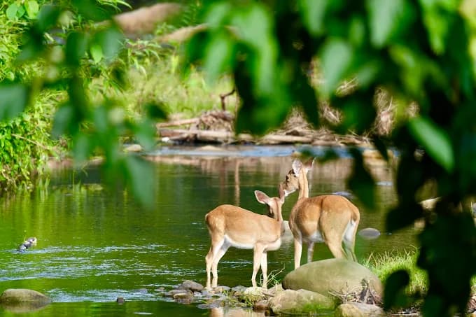 Huai Kha Khaeng Wildlife Sanctuary