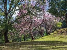 Mae Lao–Mae Sae Forest Park
