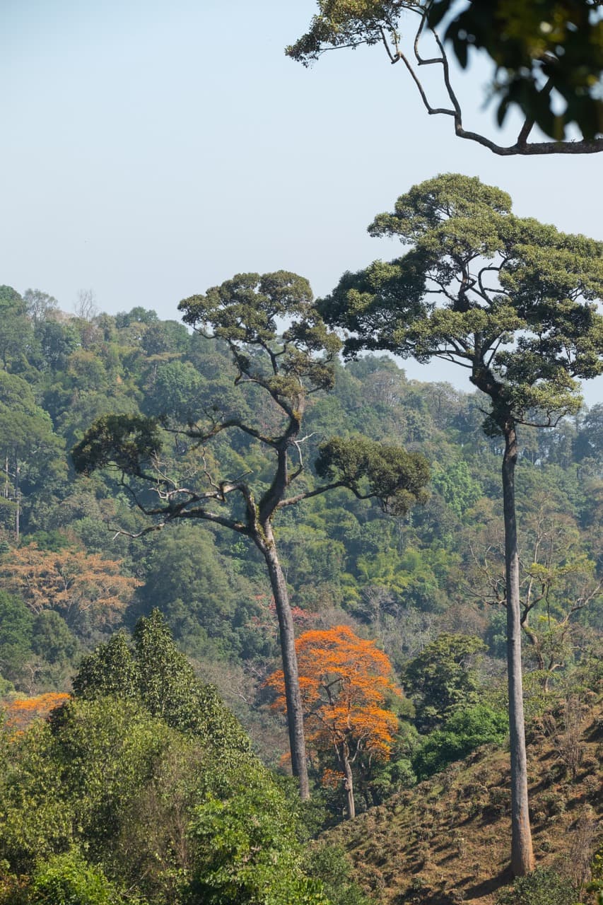 The Ramming Tea Estate to Chiang Dao