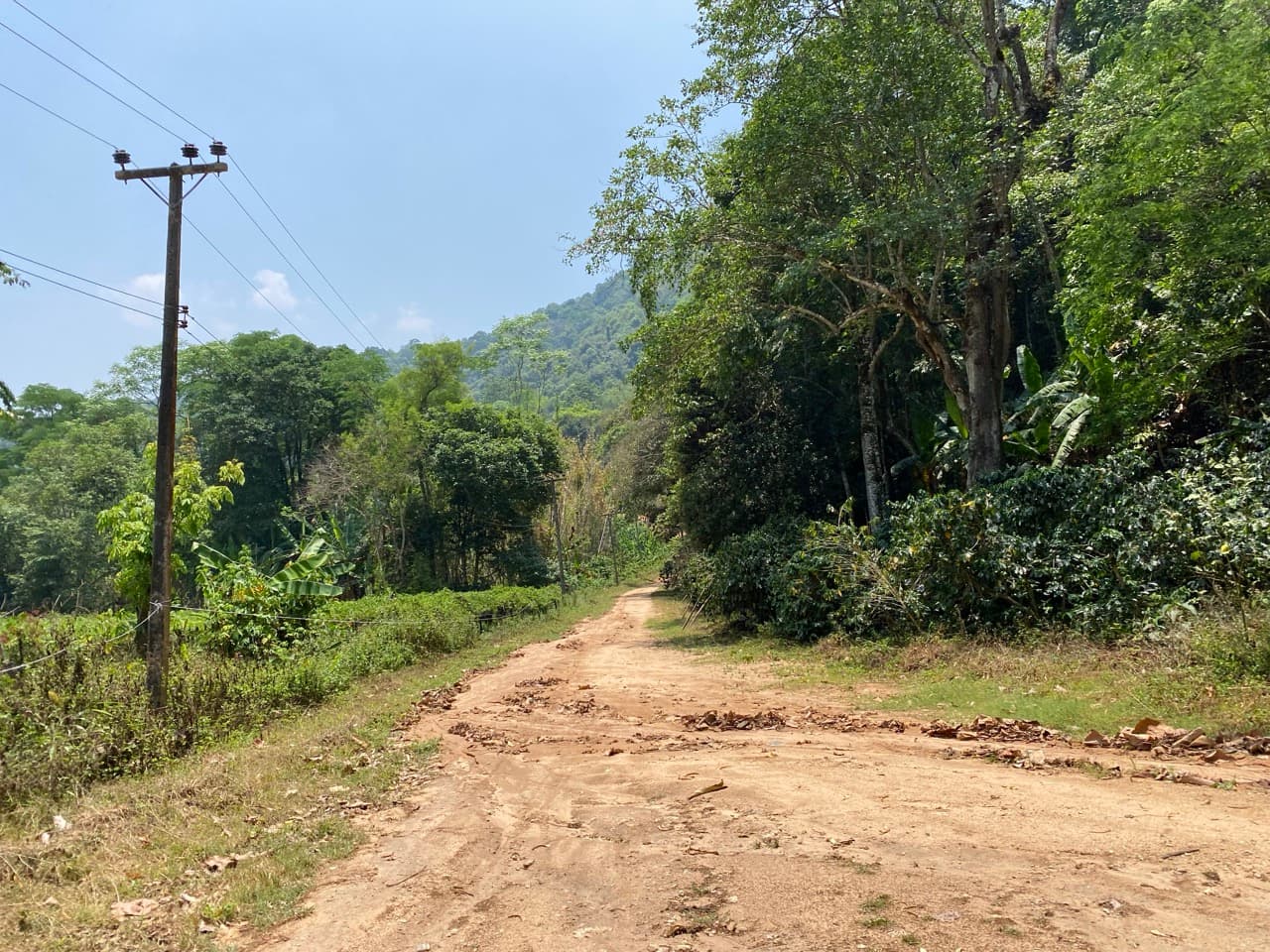 Lampang Fallen Trees Loop