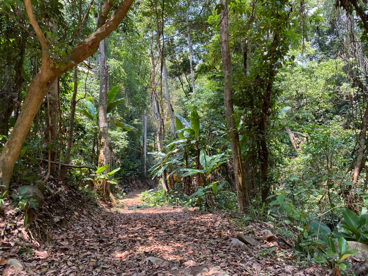 Lampang Fallen Trees Loop