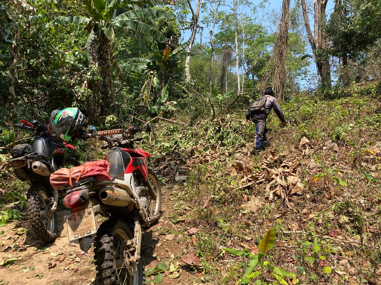Lampang Fallen Trees Loop