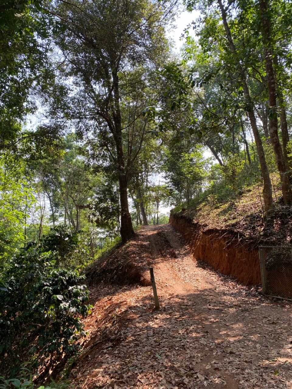 Lampang Fallen Trees Loop