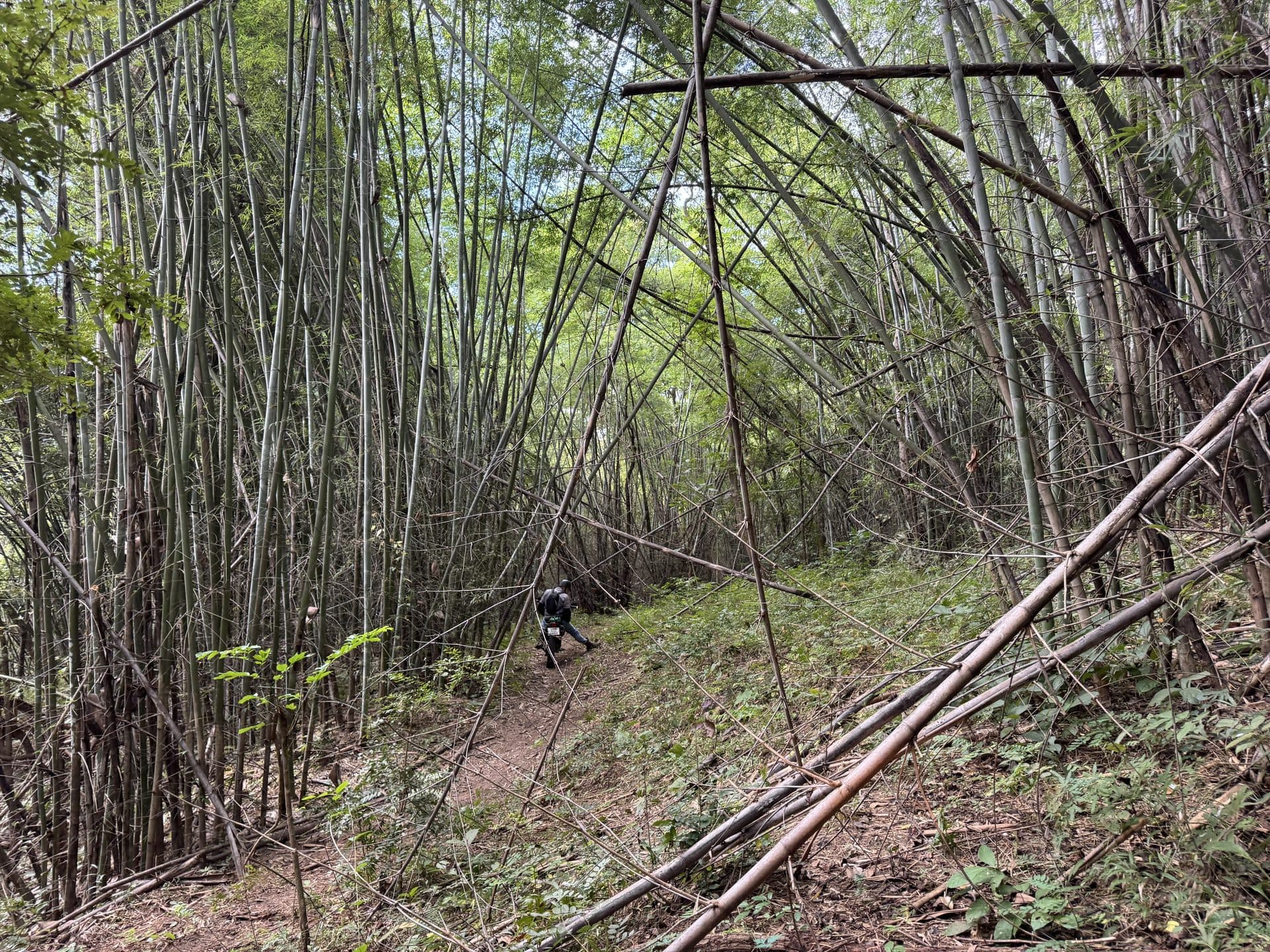 Bamboo Creek and the Butterfly Trail