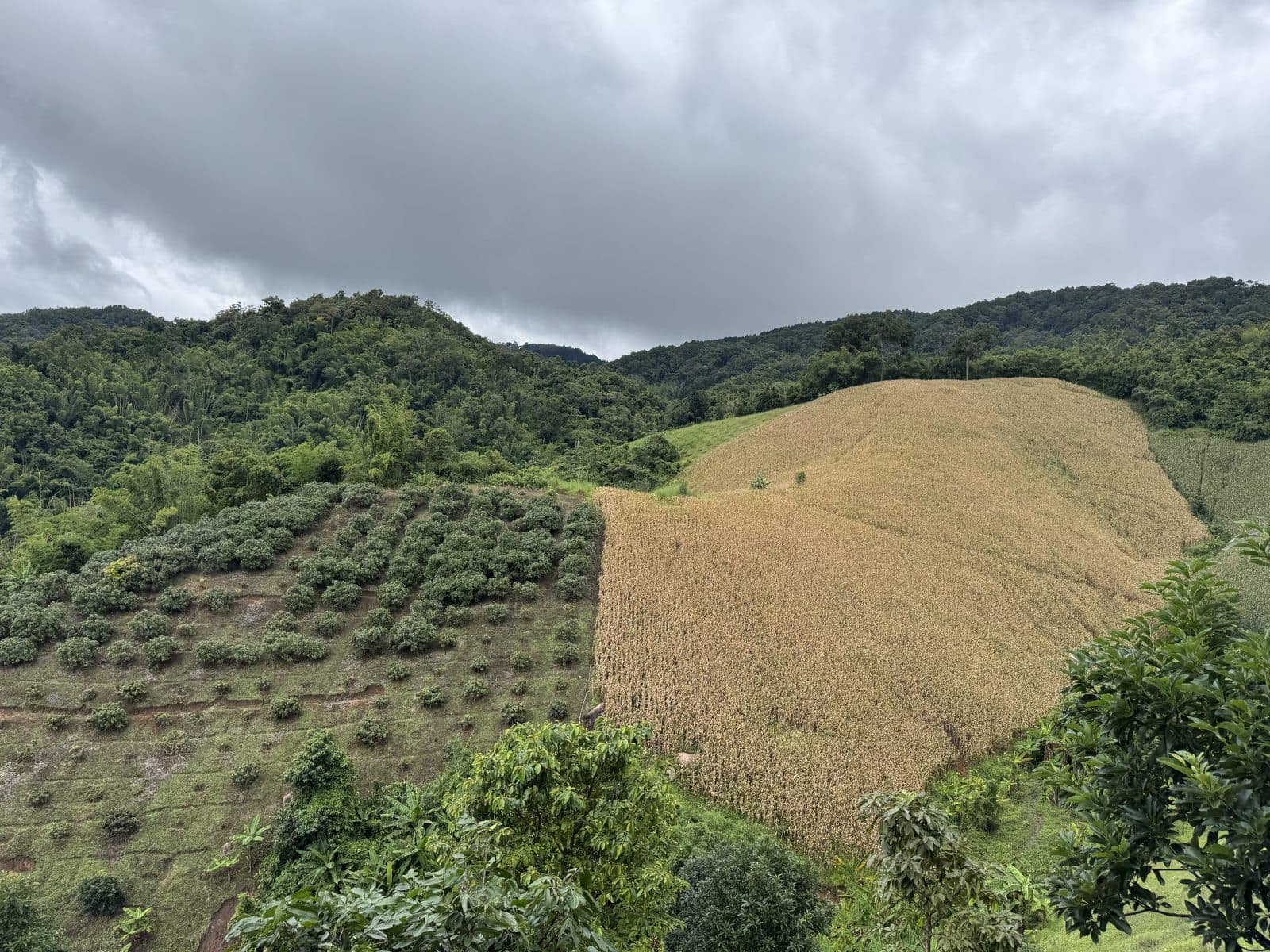 The Phrao Loop