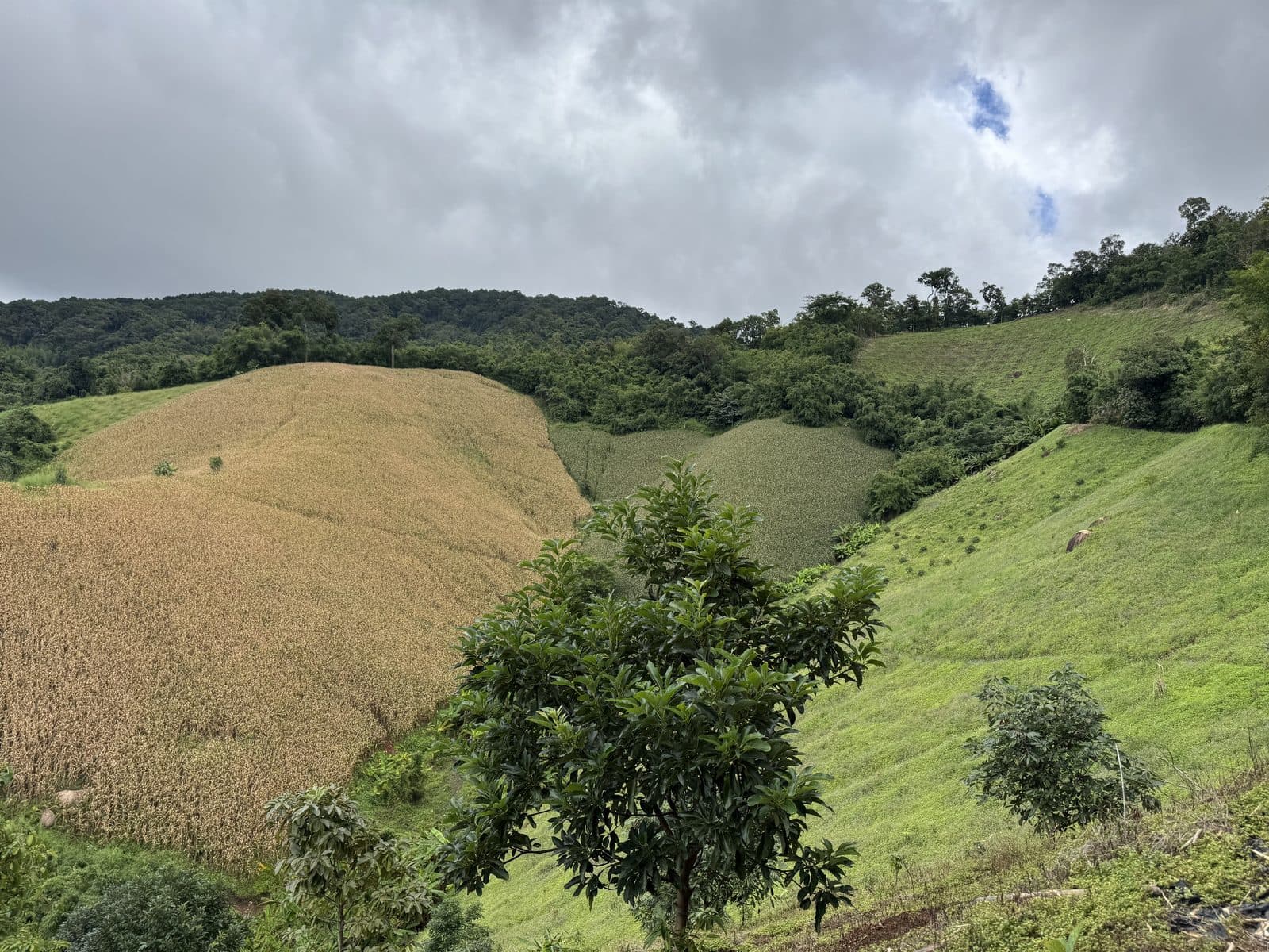 The Phrao Loop