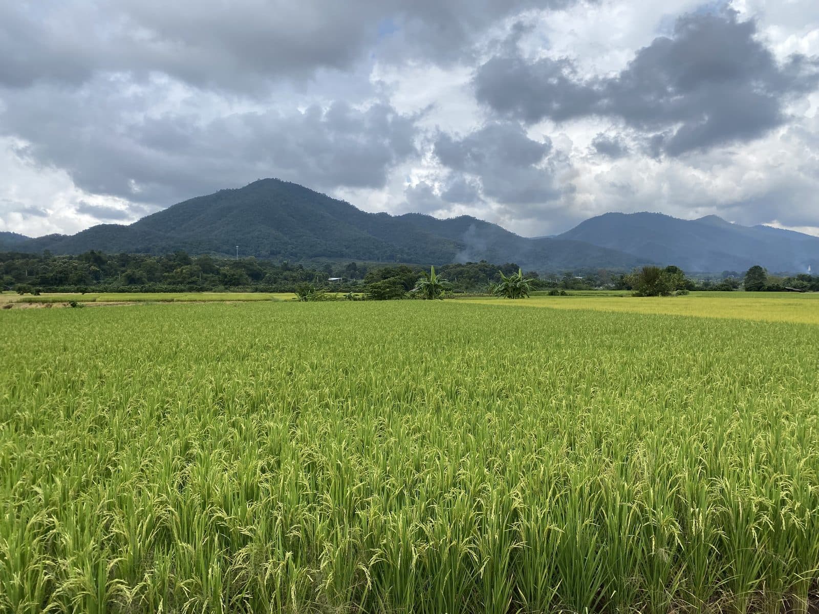 The Phrao Loop