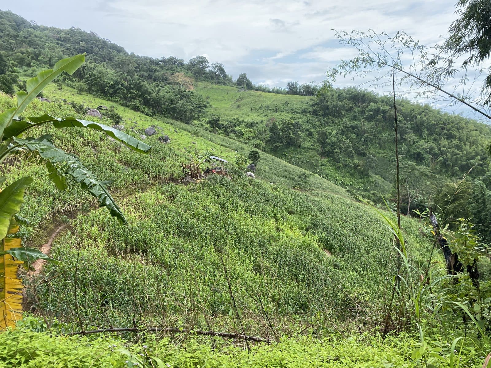 The Phrao Loop