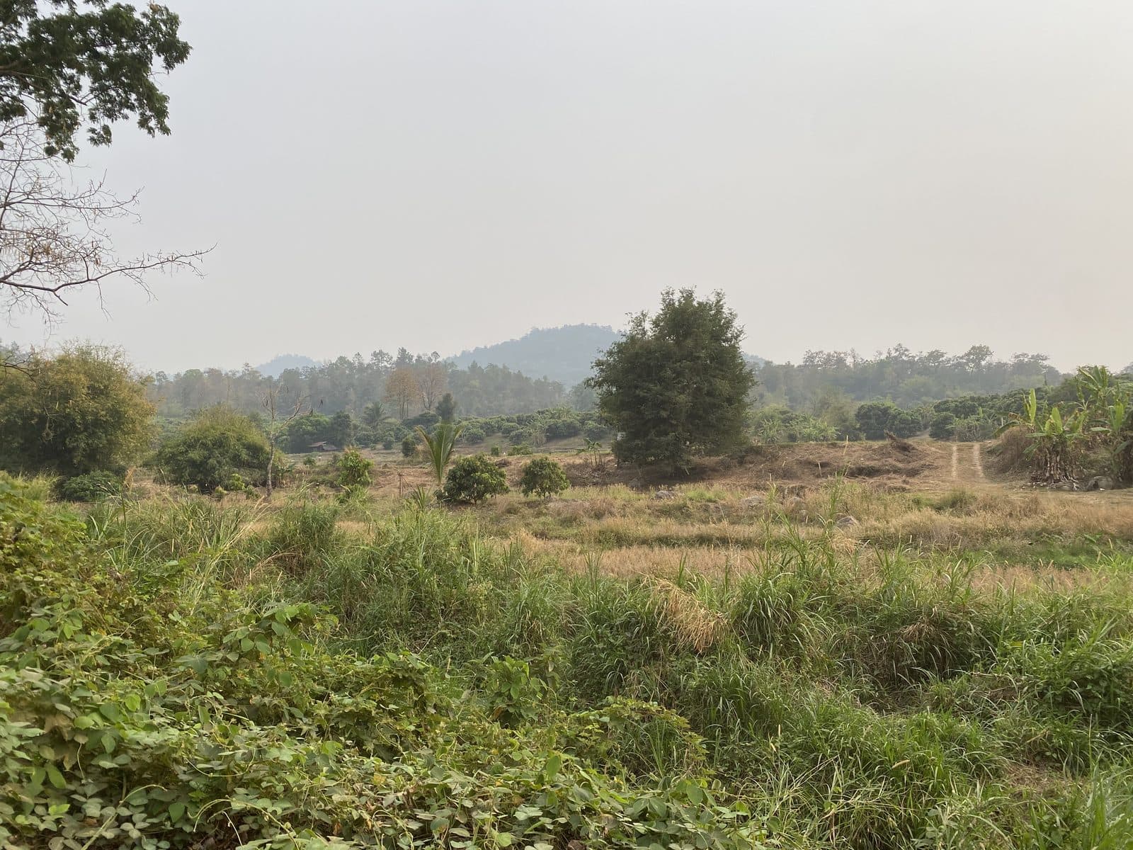 The Phrao Loop