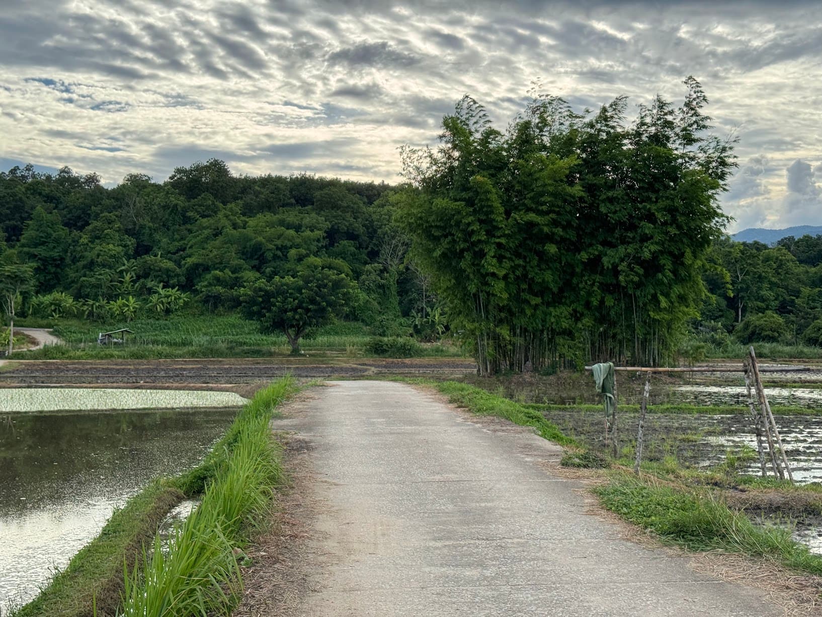 From Phayao to Ban Mae Ngio to Lampang — photo 29