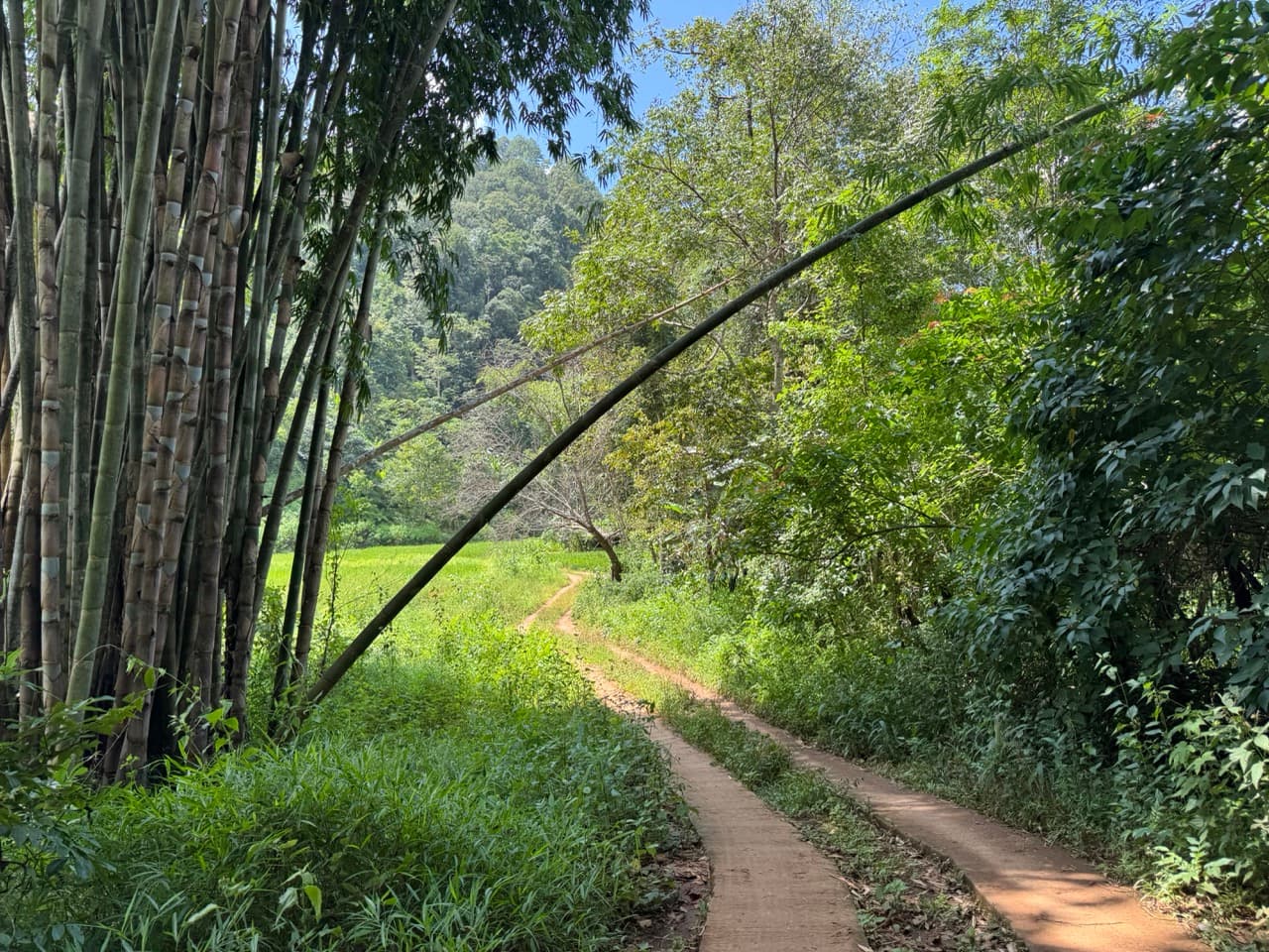 The Tail of the Elephant