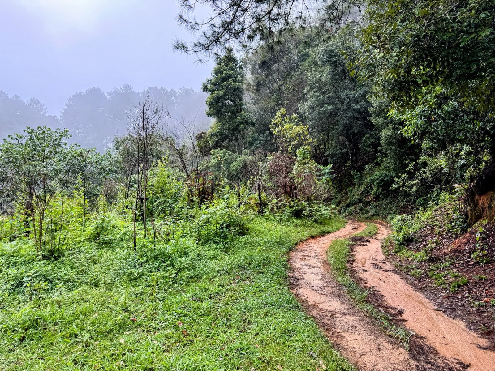 Through the tea estate — graded, fast, easy. Save it; the trail changes character soon.