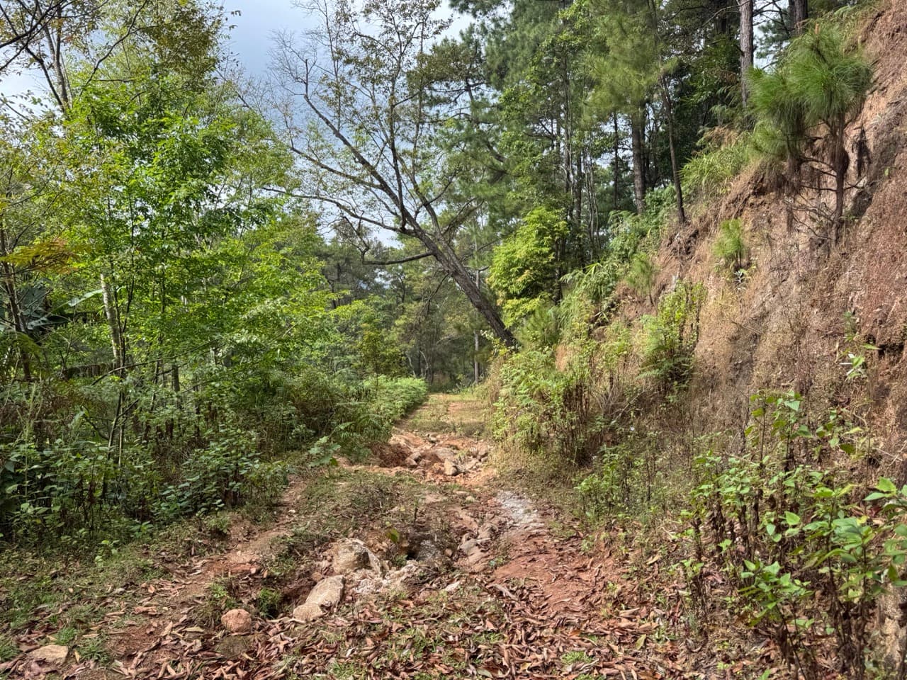Eroded forest track — a preview of what was coming on the ridge.