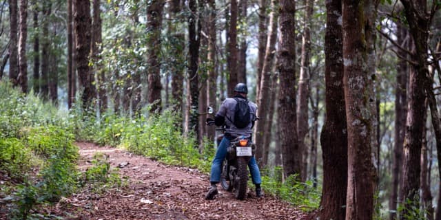 Pine corridor, brown needles, no traffic. December delivers this.