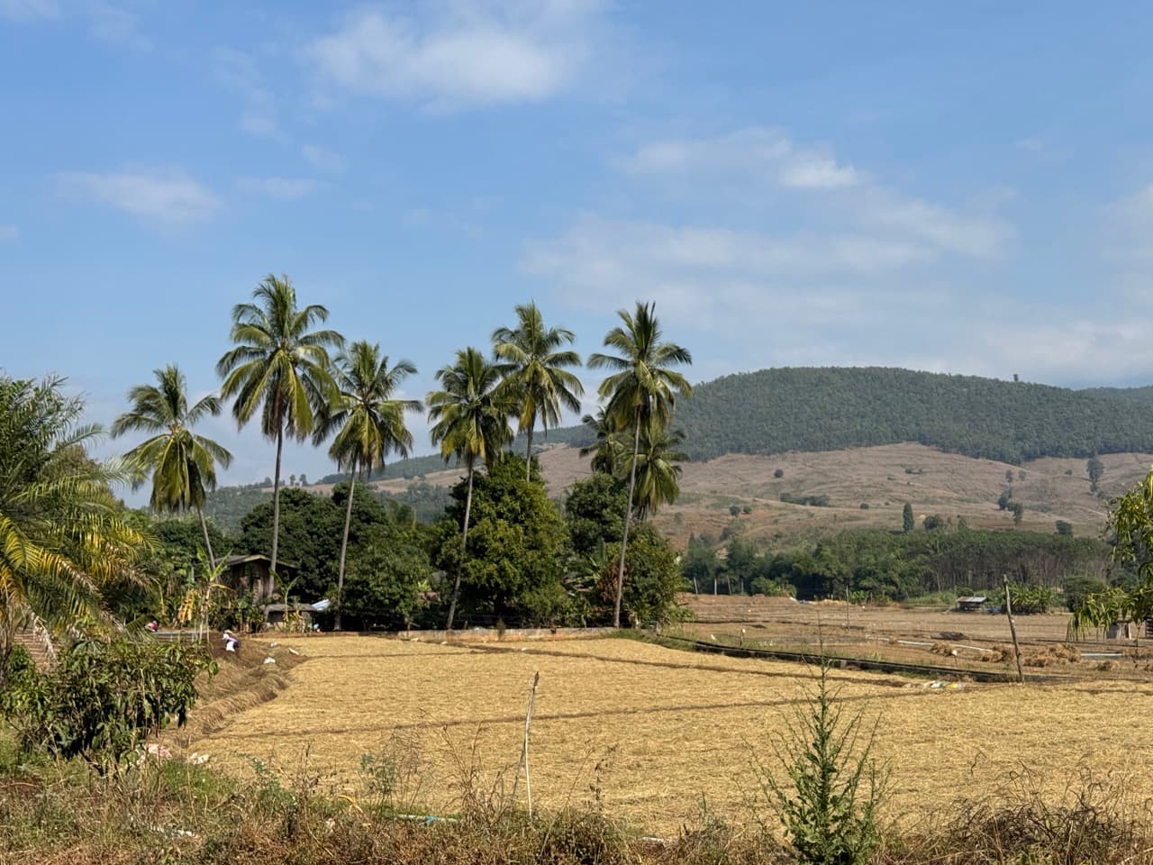 Coconut palms over rice paddies, recently harvested.