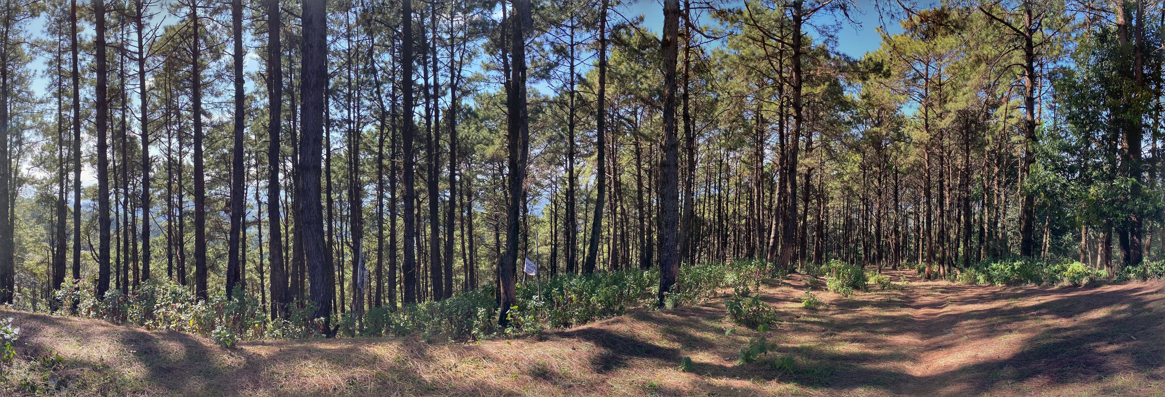 A panorama from the pine forest section — the trail at its best.