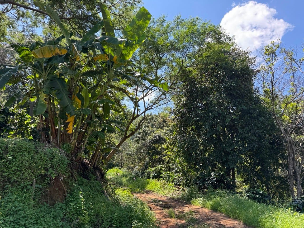 Starting down off the ridge toward Baan Therd Thai.