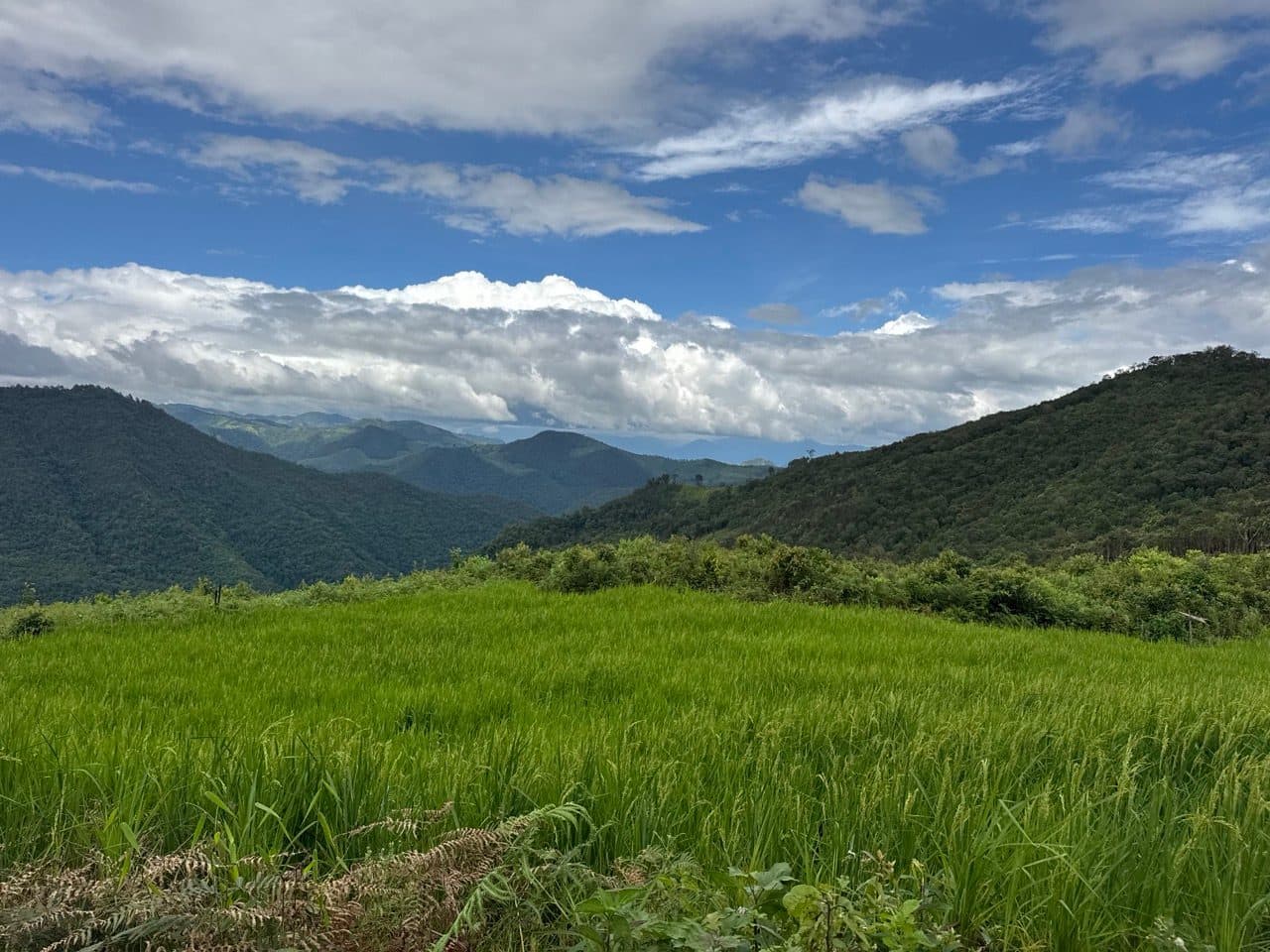 A full rice field, and the first proper blue sky of the day.
