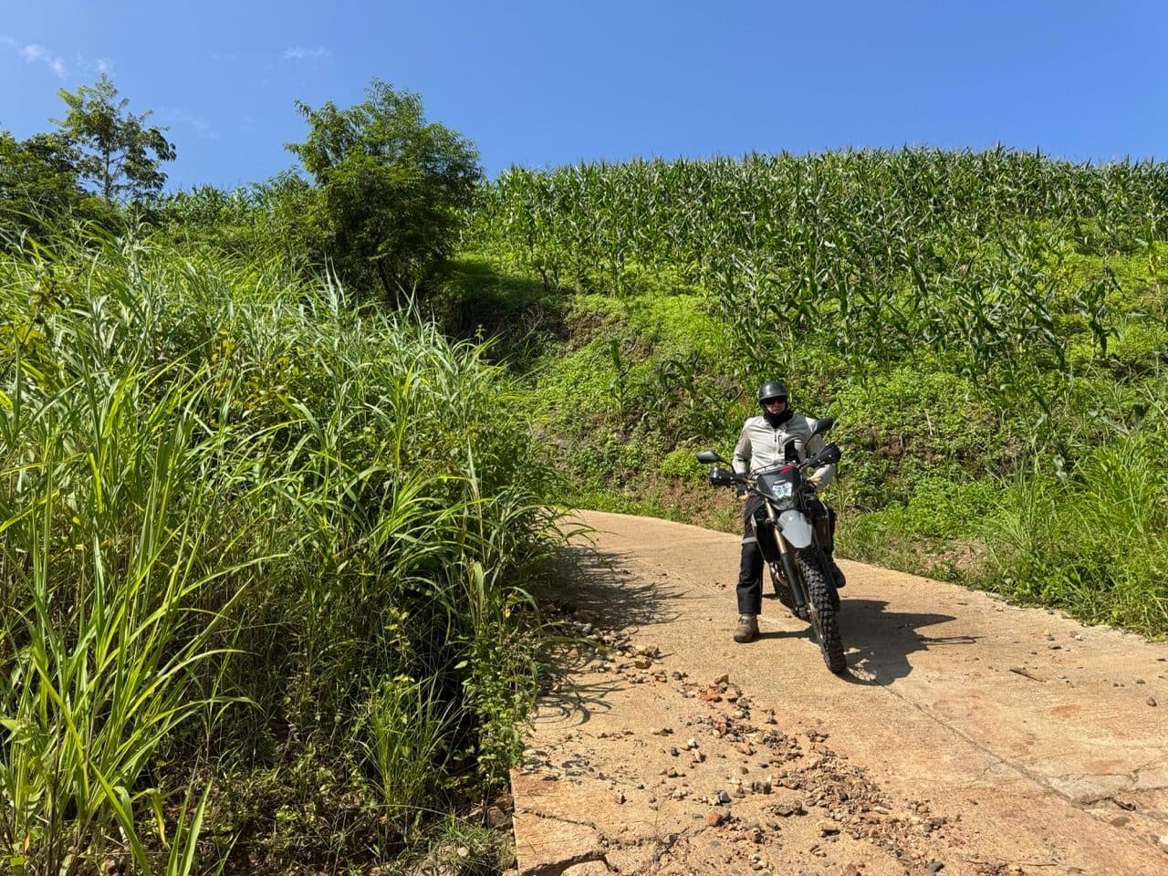 Concrete farm track along the edge of the corn.